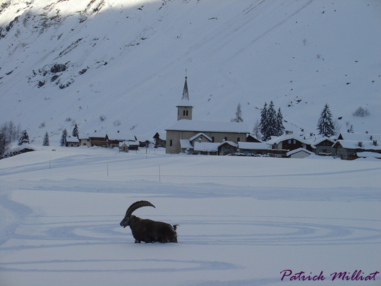 Bouquetin � Champagny le Haut