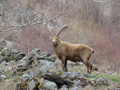 Avril - Capra Ibex